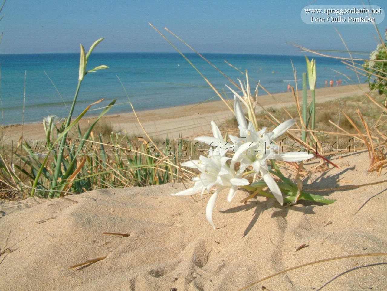 sfondo fiore spiaggia Salento