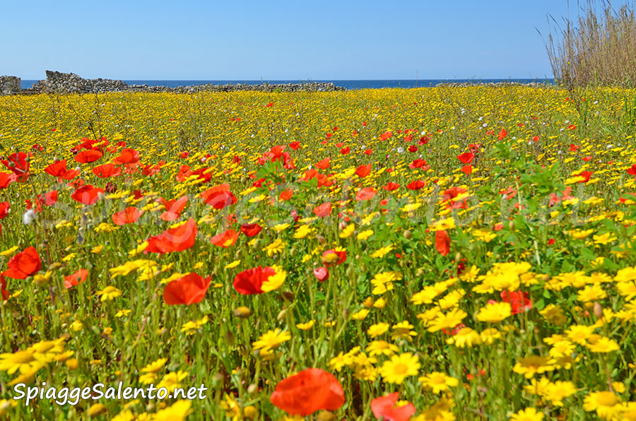 trekking tra i prati in fiore del Salento
